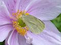 2015_0905_1540_Anemone_14.3C